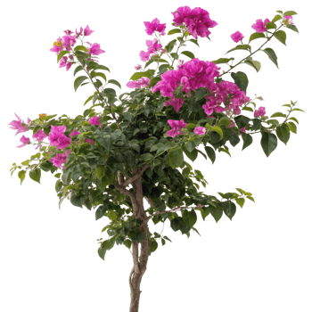 Vibrant Pink Bougainvillea Plant in Full Bloom A Stunning Display of Tropical Flowers png