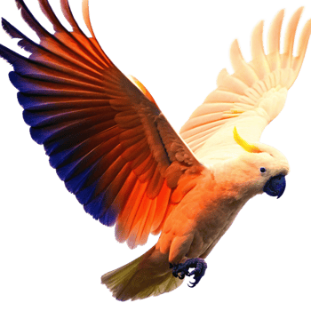 A Majestic SulphurCrested Cockatoo in Flight Wings Spread Wide Vibrant Colors png