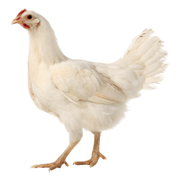Healthy Hen, White Chicken png