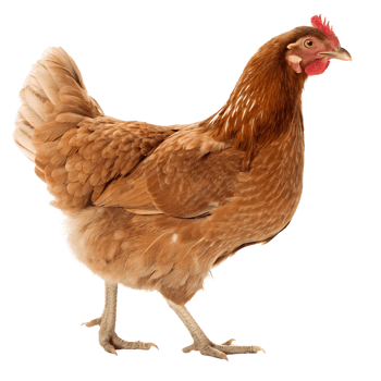 Healthy Hen, Brown Chicken png