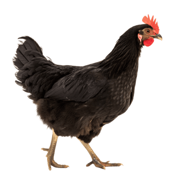 Healthy Hen, Black Chicken png