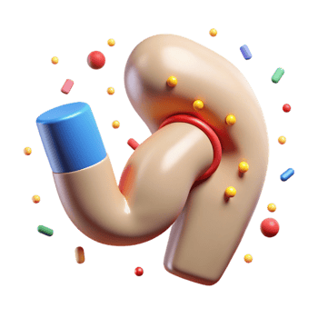 magnificent traditional Hamstring Muscle Anatomy Icon Cutout for Healthcare Graphics genuine png