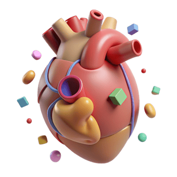 stunning minimalist Heart Anatomy Diagram Transparent Background for Medical Education high quality png