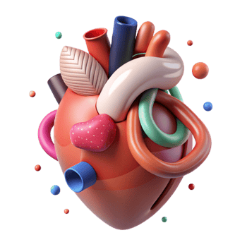 beautiful artistic Heart Anatomy Diagram Transparent Background for Medical Education authentic png