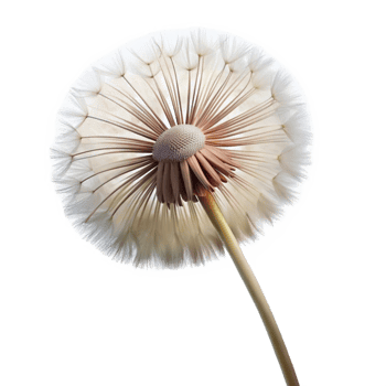 wonderful traditional A delicate dandelion seedhead, moments before dispersing in the wind, soft focus, macro photography style professional png
