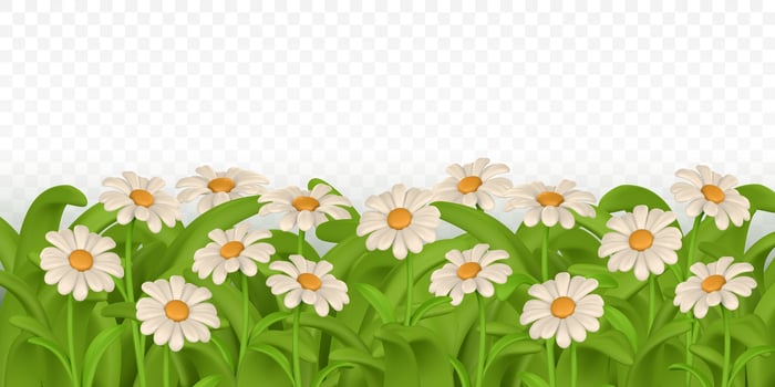 green grass border colorful daisy flower. Chamomile. vector