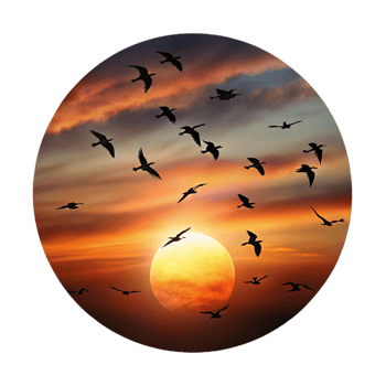 extraordinary contemporary A flock of migrating birds silhouetted against a fiery sunset sky, in a dramatic, cinematic style exclusive png