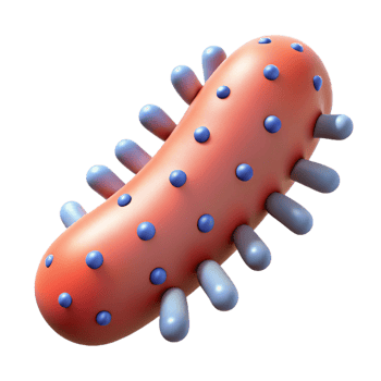 wonderful modern A bacteria, rod-shaped, microscopic, authentic png