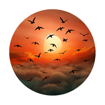 serene creative A flock of migrating birds silhouetted against a fiery sunset sky, in a dramatic, cinematic style authentic png