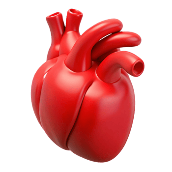 dramatic traditional A human heart, anatomically correct, vibrant red, professional png