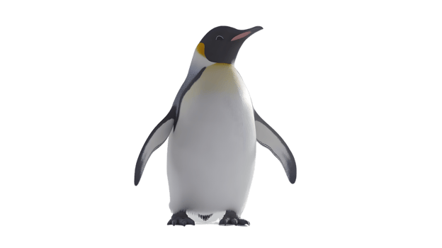 A charming penguin standing upright with a sleek black and white plumage perfect for wildlife png