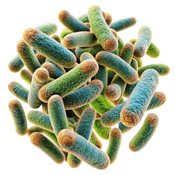 Microscopic View of a Cluster of RodShaped Bacteria Cells a Detailed Illustration of Bacterial Morphology png