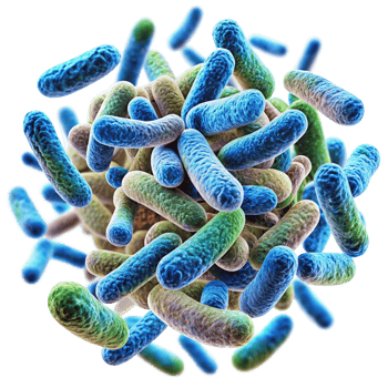 Microscopic View of a Colony of RodShaped Bacteria in Vivid Colors png