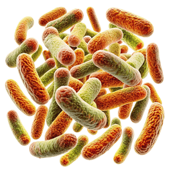 Microscopic View of a Cluster of RodShaped Bacteria Detailed 3D Render of Microorganism Colony png