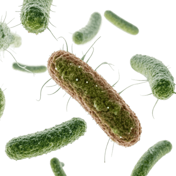 Microscopic View of Various Bacterial Cells Rod Shaped Bacteria with Flagella png
