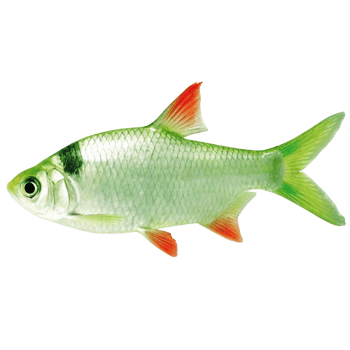 Stunning Image of a Green and Orange Freshwater Fish with Vibrant Fins png