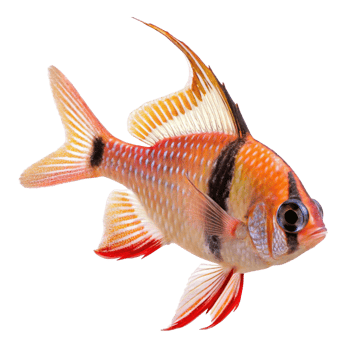 Stunning Red and Orange Fish with Striking Fins and Black Markings png