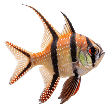 Magnificent Spotted Cardinalfish Detailed Closeup Profile View png