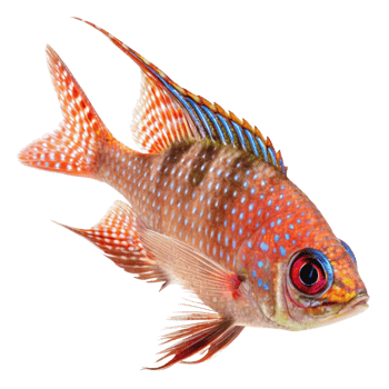 Stunning Red Spotted Aquarium Fish with Vibrant Fins and Scales png