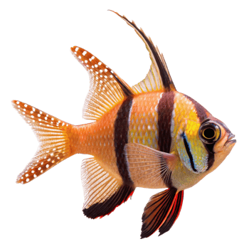 Stunning Closeup of a Magnificent Orange and Brown Spotted Fish with Striking Fins png