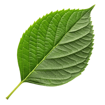 Closeup Detailed View of a Single Green Leaf Isolated on Black Background png