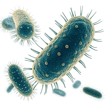 Microscopic View of RodShaped Bacteria with Flagella A Detailed Look at Bacterial Morphology and Structure png