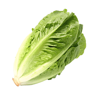 Fresh Green Romaine Lettuce Head Isolated on Black Background png