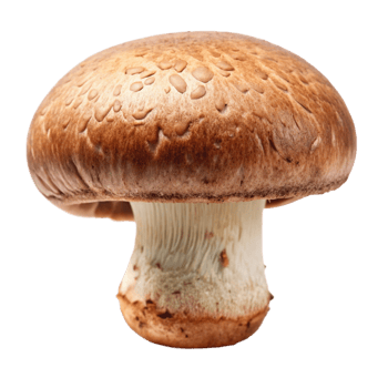 A Single Brown Mushroom with Water Droplets on its Cap Isolated on Black Background png