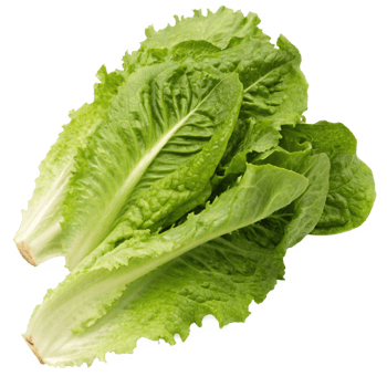 Fresh Green Romaine Lettuce Leaves Ready for Salad png