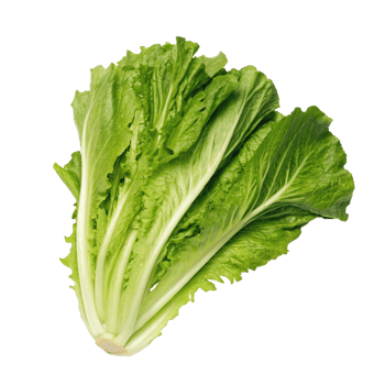 Fresh Green Napa Cabbage Leafy Vegetable Isolated on Black Background png