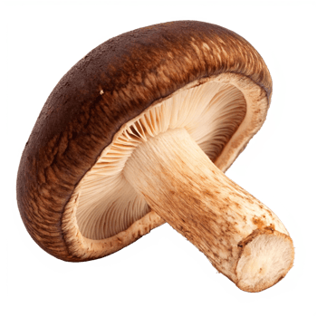 A Single Delicious Shiitake Mushroom Isolated on Black Background png