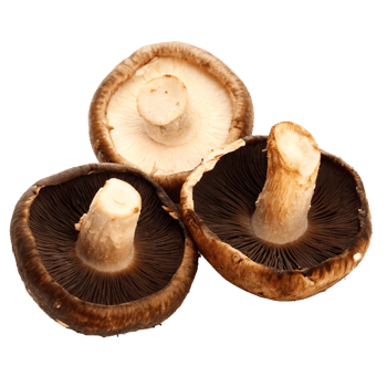 Three Delicious Shiitake Mushrooms Isolated on Black Background png