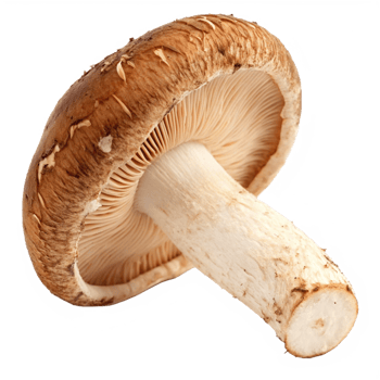 A Detailed Close Up of a Single Shiitake Mushroom on a Black Background png