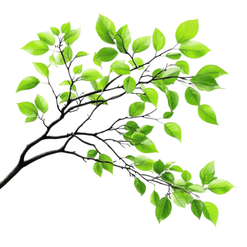 Green Tree Branch on White on transparent background. png