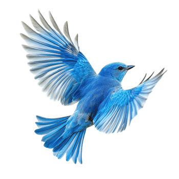Bluebird Flight Freedom in White on transparent background. png