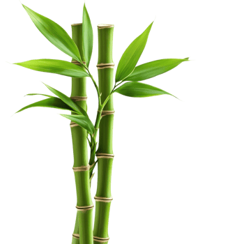 Bamboo Bunch Green Leaves White on transparent background. png