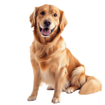 Golden Dog Charm White Background on transparent background. png