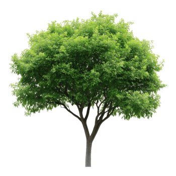 Green Tree Nature White Background on transparent background. png