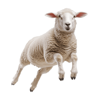 Happy Sheep Jumping in Meadow on transparent background. png