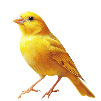 Yellow Canary Bird on White on transparent background. png