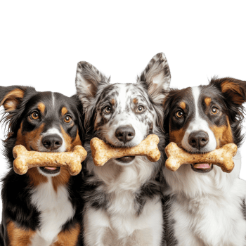 Australian Shepherds Enjoying Meal on transparent background. png