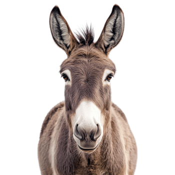 Donkey Portrait White Background on transparent background. png