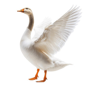 Goose Wing Pointing Side Pose on transparent background. png