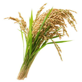 Rice Plant Agriculture Beauty on transparent background. png