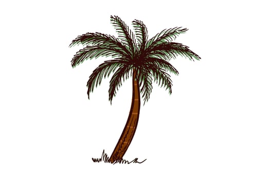 Hand-drawn tropical palm tree in brown and green in vintage engraved style vector