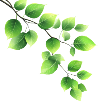 Sunlit Green Leaf Branch Illustration on transparent background. png