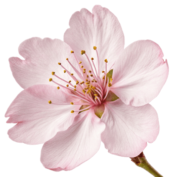 A realistic cherry blossom flower png