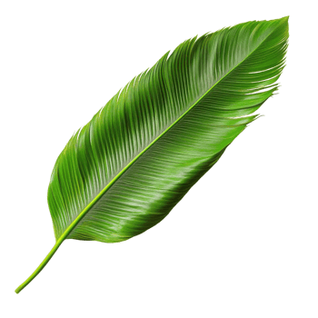 Vibrant Green Feather Leaf Texture on transparent background. png