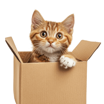 Adorable Kitten in Box White Background on transparent background. png