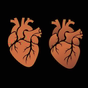 Anatomical Human Heart Medical Graphic, Cardiac Anatomy vector